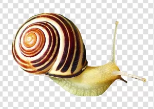 Snail Cute Gastropod Mollusk PNG Transparent Slow-Moving Creature Nature's Small Wonder