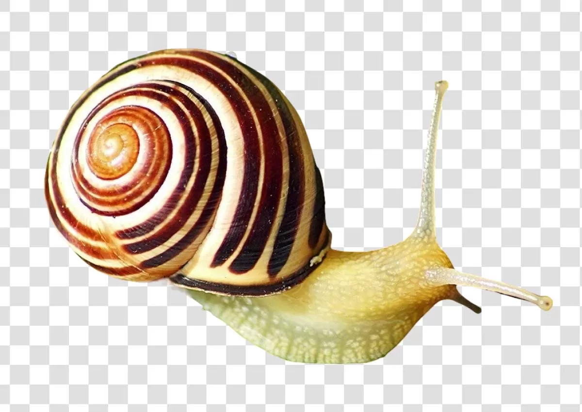 Snail Cute Gastropod Mollusk PNG Transparent Slow-Moving Creature Nature's Small Wonder