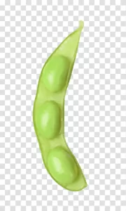 Soybean versatile and nutritious legume transparent png