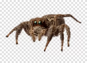 Spider, arachnid, wildlife illustration transparent png Spider arachnid wildlife illustration transparent png