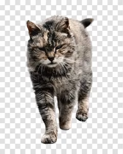 Stray cat homeless feline animal rescue transparent png