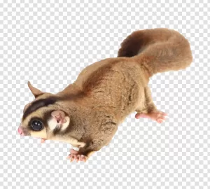 Sugar Glider PNG Adorable Exotic Pet Transparent