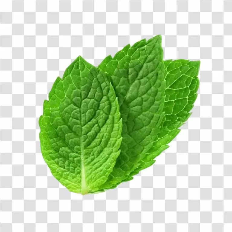 Three Mint Leaves PNG Fresh Culinary Herb Trio Transparent