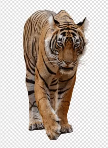 Tiger Majestic Big Cat PNG Transparent Strength Beauty Wild Nature