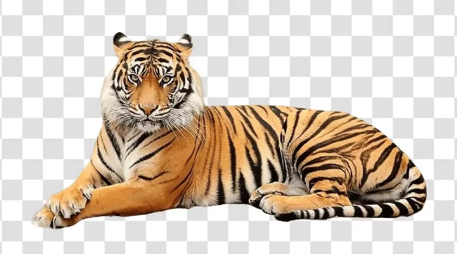 Tiger Majestic Big Cat PNG Transparent Strength Beauty Wild Nature