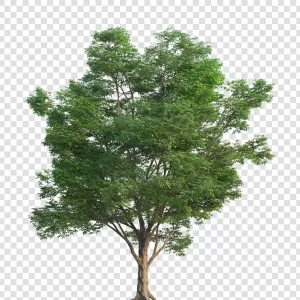 Tree Natural Element PNG Transparent Beauty Diversity