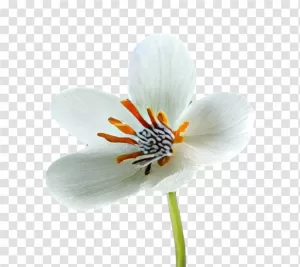 White Flower PNG, Elegant Bloom, Transparent White Flower PNG Elegant Bloom Transparent