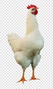 White Rooster Lively Farm Bird PNG Transparent Vibrant and Elegant