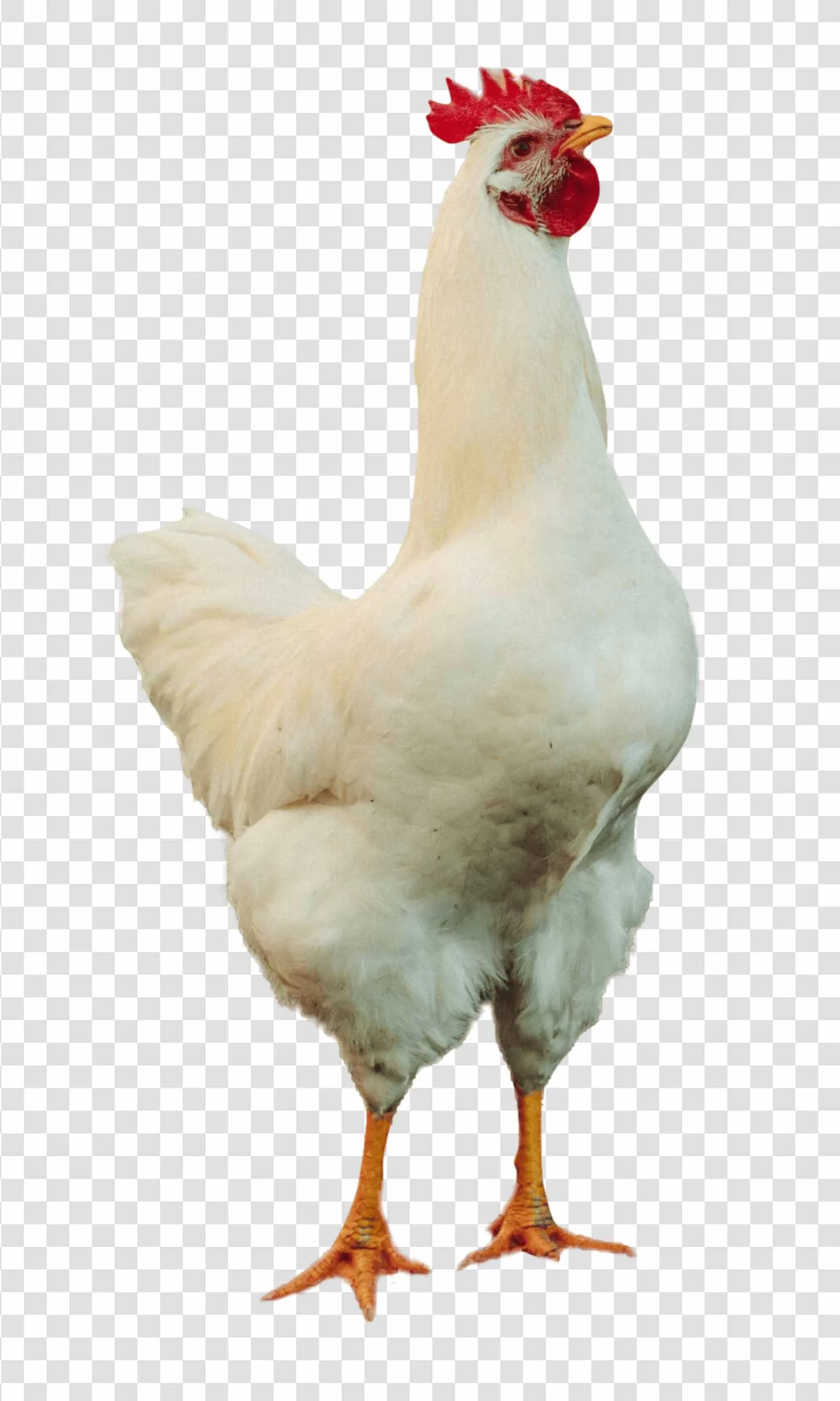 White Rooster Lively Farm Bird PNG Transparent Vibrant and Elegant