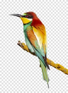Bee-eater vibrant bird transparent png image