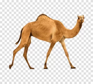 Camel majestic desert animal transparent png image for wildlife, nature, and desert-themed designs