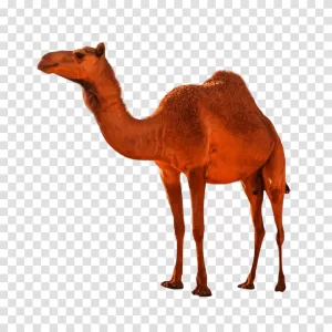 Camel majestic desert animal transparent png image