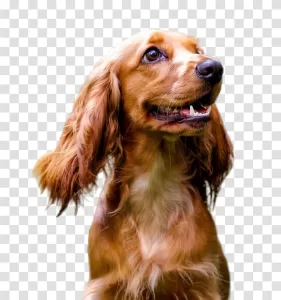 Cocker Spaniel Dog adorable pet transparent PNG image