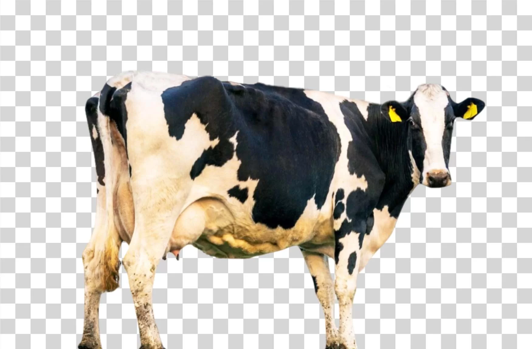 Cow farm animal transparent PNG image