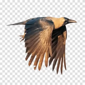 Crow mysterious bird transparent png image