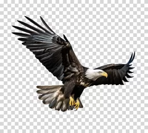 Eagle embodiment of power and grace transparent PNG image