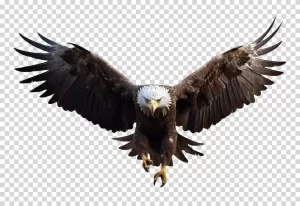 Eagle wildlife bird of prey transparent PNG image