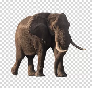 Elephant animal wildlife transparent PNG image