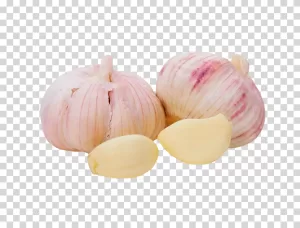 Garlic cooking ingredient herb transparent PNG image