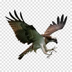 Hawk bird of prey transparent png image