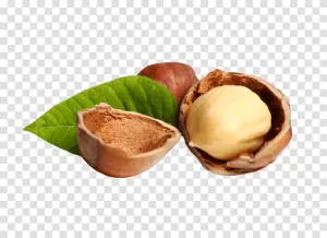 Hazelnuts nutritious nuts snack transparent PNG image