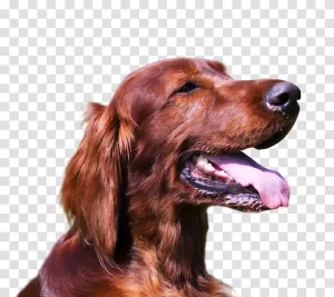 Irish setter dog pet lover transparent PNG image