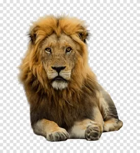 Lion animal wild cat transparent png image