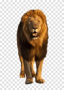 Lion majestic wild cat animal transparent png image