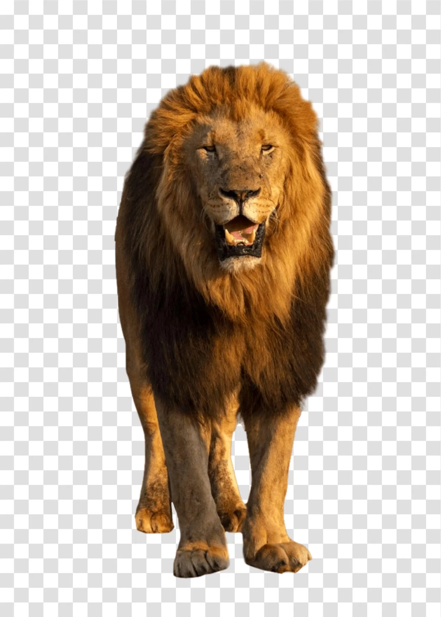 Lion majestic wild cat animal transparent png image