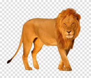 Lion majestic wild cat transparent png image