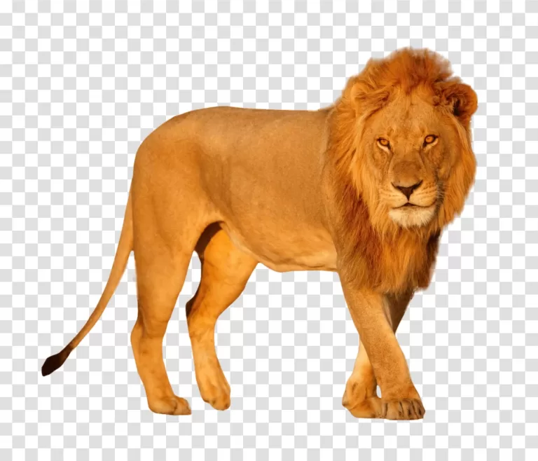 Lion majestic wild cat transparent png image