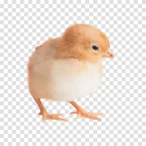 Newborn Small Chicken adorable farm animal transparent png image