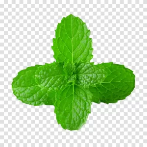 Peppermint herb for cool freshness transparent PNG image