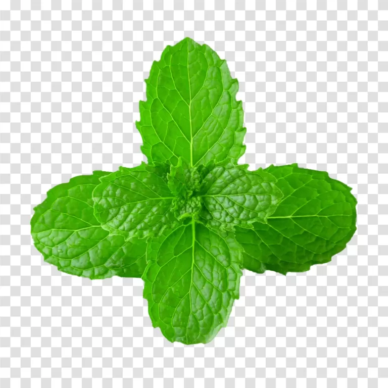 Peppermint herb for cool freshness transparent PNG image