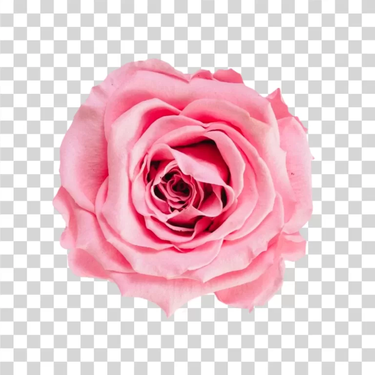 Rose flower symbol of love transparent PNG image