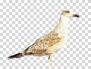 Seagull coastal bird winged creature transparent PNG image