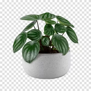 Small plant in pot, charming botanical decor, transparent PNG image Small plant in pot charming botanical decor transparent PNG image