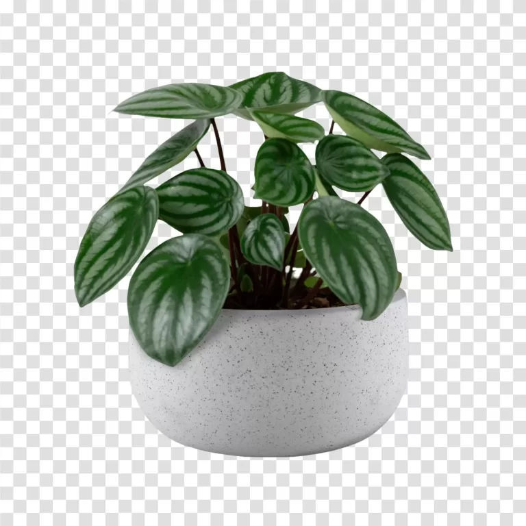 Small plant in pot charming botanical decor transparent PNG image