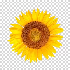 Sunflower radiant beauty blossoming transparent PNG image
