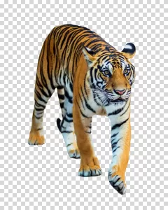Tiger majestic wildcat wildlife transparent PNG image