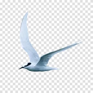 sea bird transparent png image