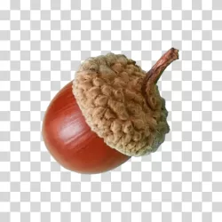 Acorns nut oak tree transparent PNG image