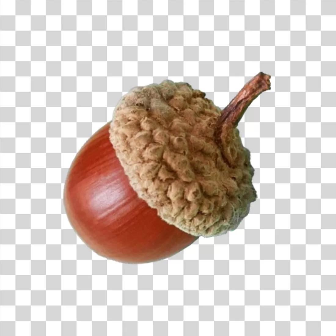 Acorns nut oak tree transparent PNG image