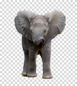 Baby elephant animal wildlife transparent PNG image