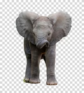 Baby elephant animal wildlife transparent PNG image