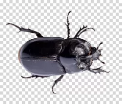 Beetle insect of ecological significance bug entomological transparent PNG image