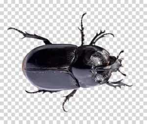 Beetle, insect of ecological significance, bug, entomological, transparent PNG image Beetle insect of ecological significance bug entomological transparent PNG image