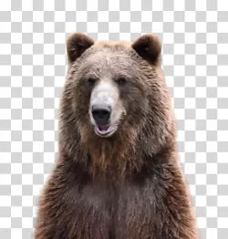 Brown Bear wildlife animal grizzly bear transparent PNG image