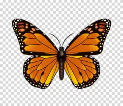 Butterfly insect illustration wings transparent PNG image