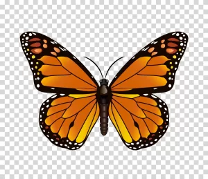 Butterfly insect illustration wings transparent PNG image